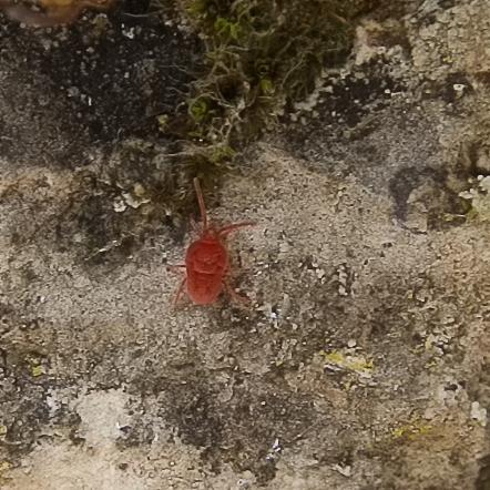Réf. 219 131 : Allothrombium sp.